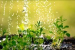 La importancia de la lluvia para las plantas