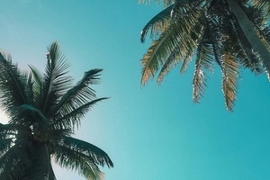 Poda de palmeras en lugares de difícil acceso