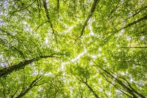 Poda de palmeras en lugares de difícil acceso