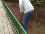 Resembrando cesped en zona ajardinada, Lisclean