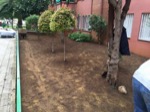 Resembrant gespa en zona enjardinada, Lisclean